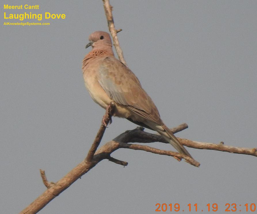 Dove Laughing (51) Coming Soon